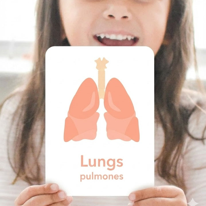 Organs Flashcards